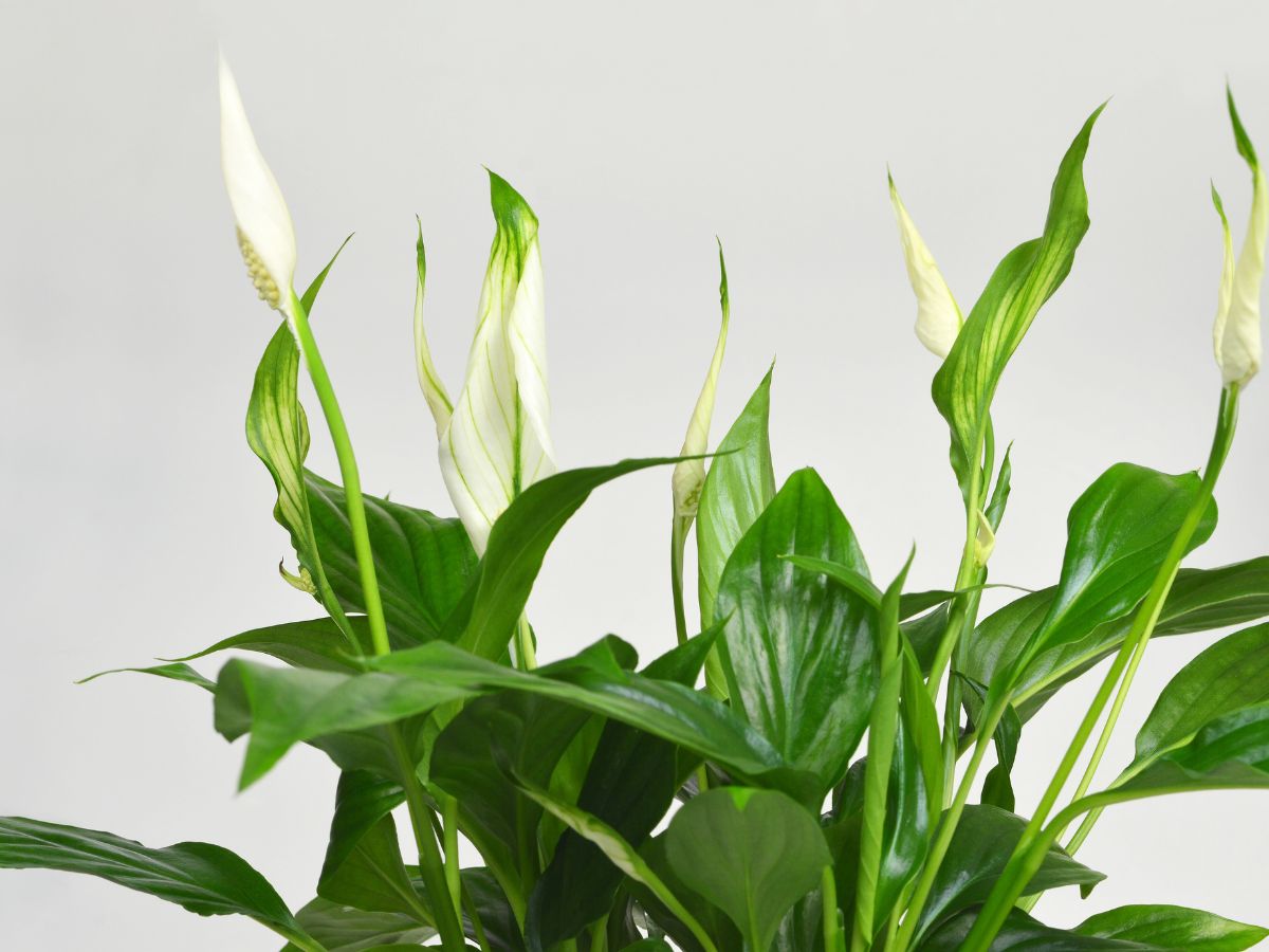 lirio da paz plantado no vaso