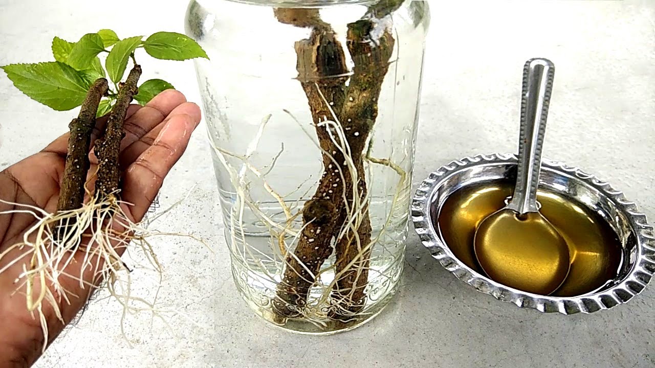 uso de mel para enraizar estacas de plantas