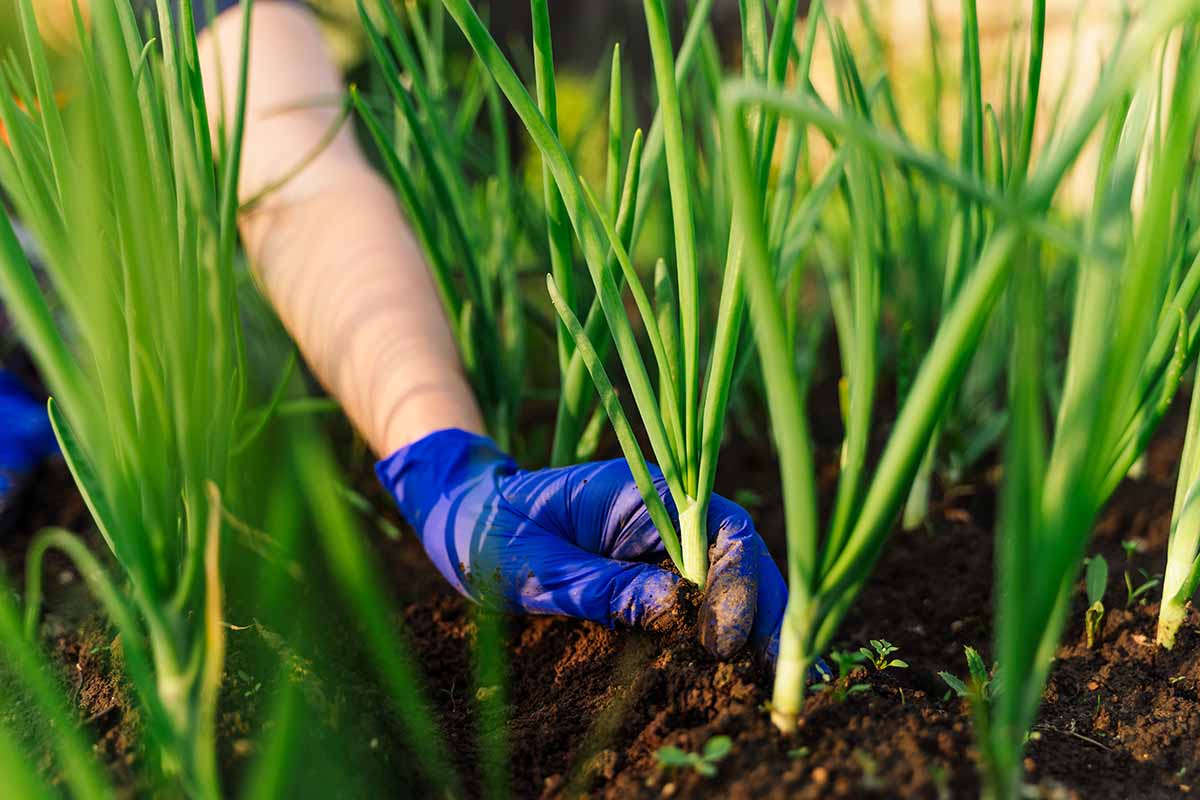 pessoa plantando pés de cebolinha