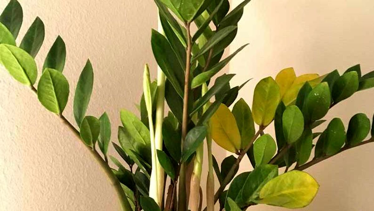 zamioculca com folhas amarelas
