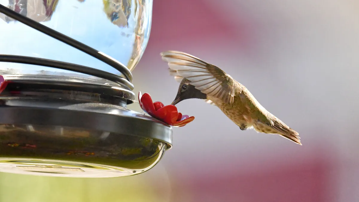 beija-flor em alimentador